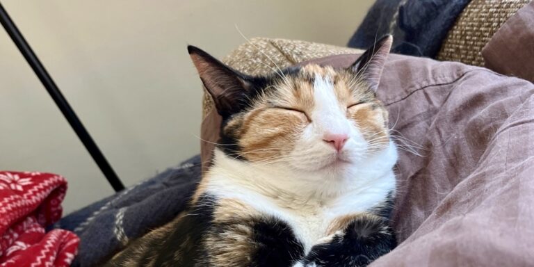 A black, white, and orange calico cat sleeping with her eyes closed on a sofa